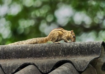 Royal Palace, Thanjavur, Tamil Nadu, India, 22-February-2026, chipmunk © Michael Knöbl