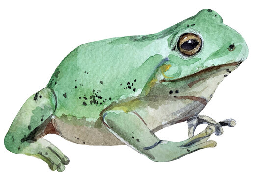 White&rsquo;s Tree Frog