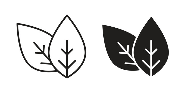 Basil icon concept design set. Icon Element For Design