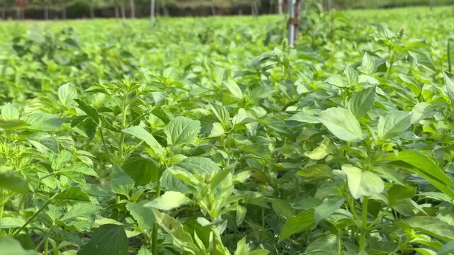 Basil field where vibrant green leaves form a continuous surface with even spacing, showing healthy uniform planting across the cultivated area. Ecological production.