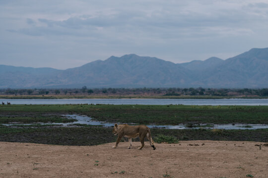 lion on safari