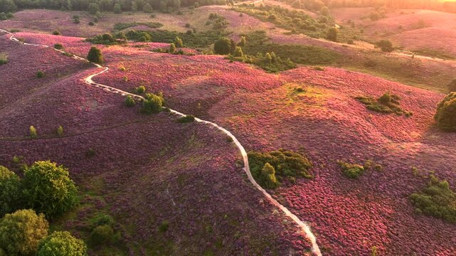 Heather in Bloom, Posbank National park Veluwe, Purple Pink Blooming heater in Posbank Rheden, Netherlands. Aerial Shot.