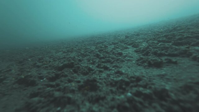 Camera moves forward underwater with tiny bugs (malacostracan crustaceans, Amphipoda) swimming around near the bottom. Volcanic active lake of Goryachee on Kunashir Island in Russia