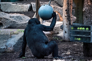 A big gorilla playing in a zoo. © Marina