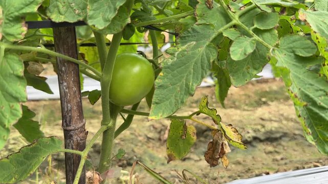 Close up of several green tomato fruits partly covered by leaves, with the plantation continuing across the background. Fresh produce.