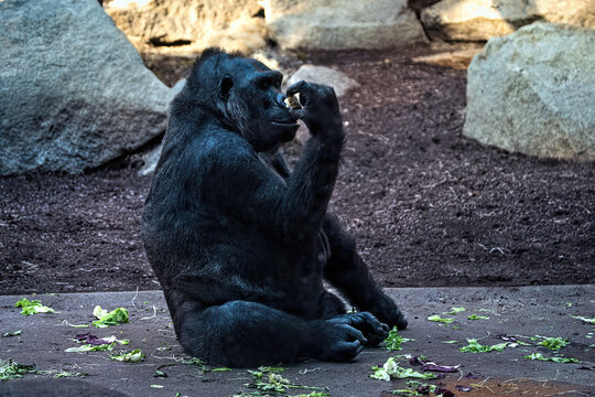 A black gorilla eating in a park.