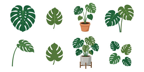 Set of monstera deliciosa leaf illustrations and potted houseplants. Minimalist green botanical vector icons isolated on a white background. © Lili