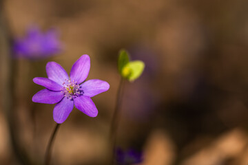 Przylaszczki w lesie z miejscem na tekst – wiosenne tło w naturalnym świetle © Elżbieta Kaps