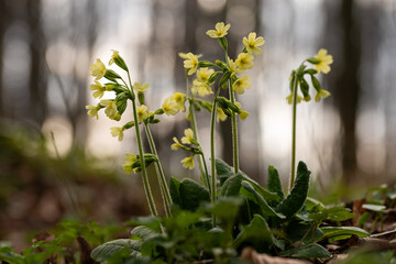 Wiosenne kwiaty w ciepłym porannym świetle, naturalna fotografia przyrodnicza © Elżbieta Kaps