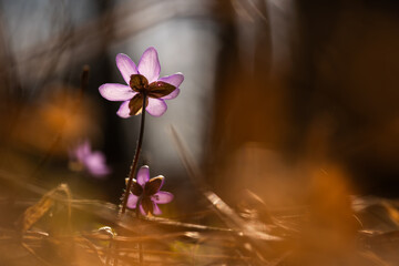 Przylaszczki w lesie z miejscem na tekst – wiosenne tło w naturalnym świetle © Elżbieta Kaps