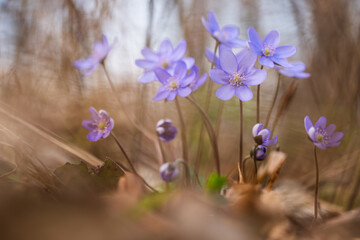 Wiosenne przylaszczki oświetlone ciepłym światłem – naturalne tło leśne © Elżbieta Kaps