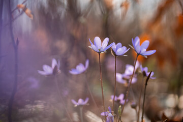 Przylaszczki w lesie z miejscem na tekst – wiosenne tło w naturalnym świetle © Elżbieta Kaps