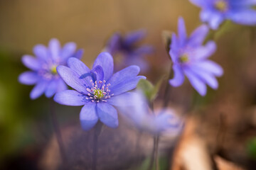 Wiosenne przylaszczki oświetlone ciepłym światłem – naturalne tło leśne © Elżbieta Kaps