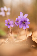 Delikatne przylaszczki w lesie – romantyczna scena w ciepłym świetle © Elżbieta Kaps