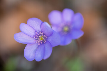 Wiosenne przylaszczki oświetlone ciepłym światłem – naturalne tło leśne © Elżbieta Kaps
