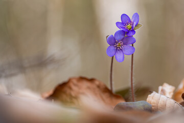 Przylaszczki w lesie z miejscem na tekst – wiosenne tło w naturalnym świetle © Elżbieta Kaps