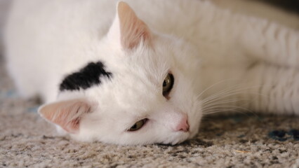 white cat © Christopher