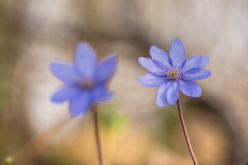 Wiosenne przylaszczki oświetlone ciepłym światłem – naturalne tło leśne © Elżbieta Kaps