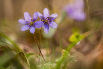 Delikatne przylaszczki w lesie – romantyczna scena w ciepłym świetle © Elżbieta Kaps