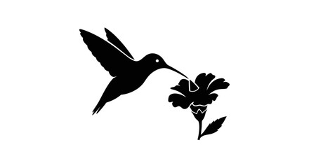 Obraz premium Black Hummingbird Feeding from Flower.
