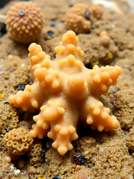 BRYOZOA,  star tunicate (Botryllus schlosseri) is a colonial ascidian tunicate