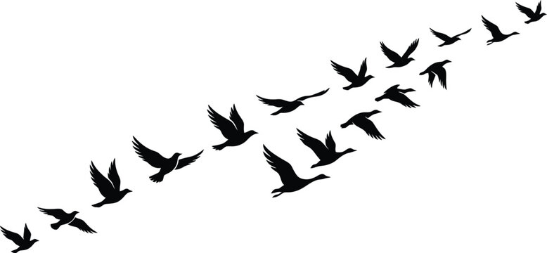 Black bird silhouettes flying in formation, vector illustration of migrating birds, flock of birds in flight, wildlife nature design elements
