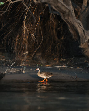 duck in the water