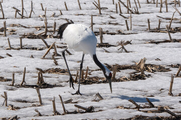 Fototapeta premium Grue du Japon