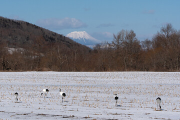 Fototapeta premium Japon
