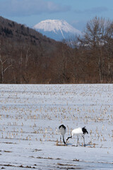 Fototapeta premium Japon