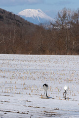 Fototapeta premium Japon