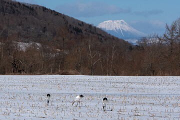 Fototapeta premium Japon