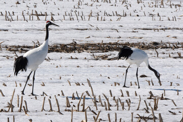 Fototapeta premium Grue du Japon
