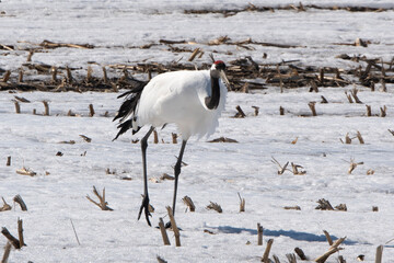 Fototapeta premium Grue du Japon