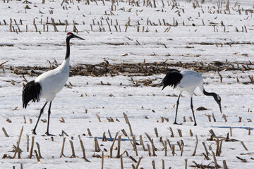 Fototapeta premium Grue du Japon