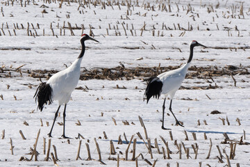 Fototapeta premium Grue du Japon