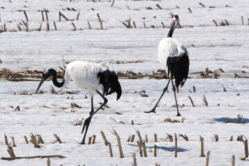 Fototapeta premium Grue du Japon