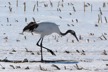 Fototapeta premium Grue du Japon