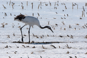 Fototapeta premium Grue du Japon
