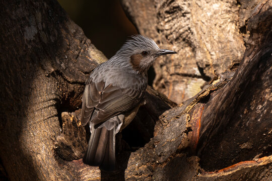 Bulbul &agrave; oreillons bruns