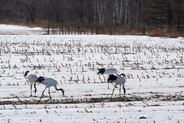 Fototapeta premium Grue du Japon