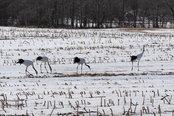 Fototapeta premium Grue du Japon