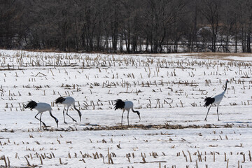 Fototapeta premium Grue du Japon