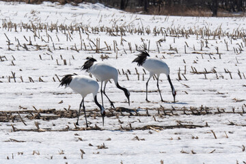 Fototapeta premium Grue du Japon