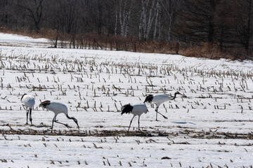 Fototapeta premium Grue du Japon