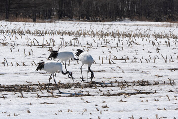 Fototapeta premium Grue du Japon