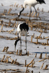 Fototapeta premium Grue du Japon
