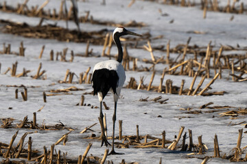 Fototapeta premium Grue du Japon