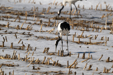 Fototapeta premium Grue du Japon