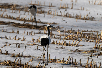 Obraz premium Grue du Japon